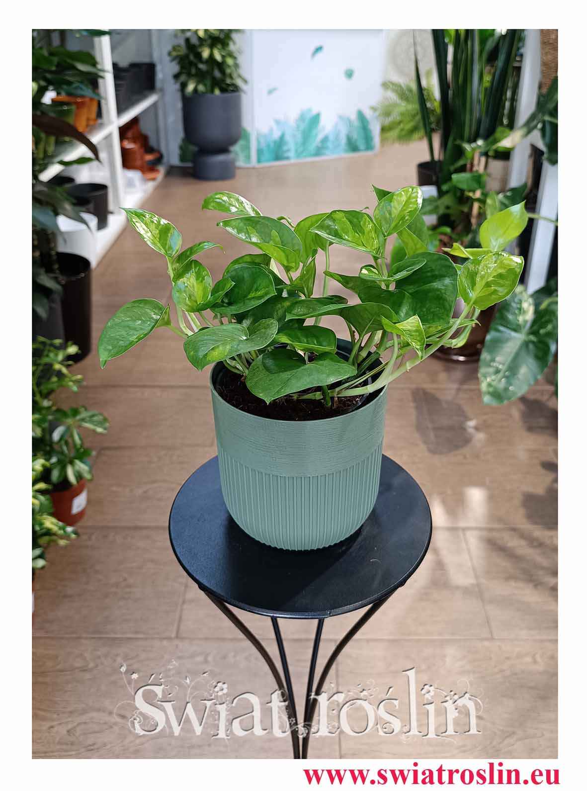 Epipremnum Global Green do biura do firmy do mieszkania do hotelu na parapet na biurko do kawiarni do restauracji z dostawą w całym Kraju, Scindapsus Global Green